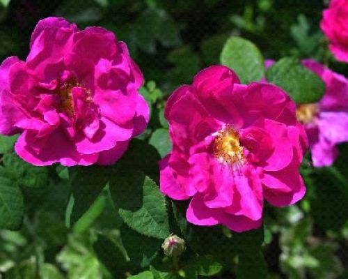 ROSA RUGOSA EXCEPTION ROTES MEER  V17 <br/> Piante Fiorite da Giardino
