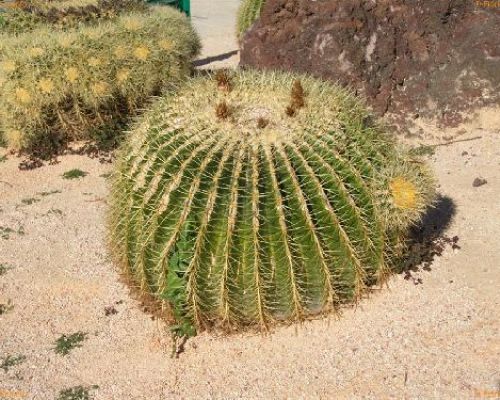 ECHINOCACTUS GRUSONII V12 <br/> Piante Grasse