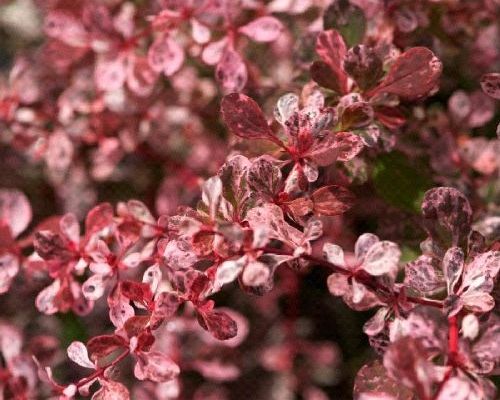 BERBERIS THUNBERGII RUBY STAR V17 <br/> Arbusti