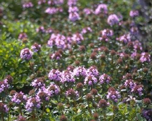 SATUREJA V14 SANTOREGGIA MONTANA <br/> Piante Aromatiche