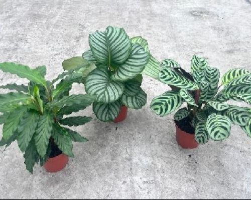 CALATHEA MIX V14 <br/> Piante Verdi da Interno