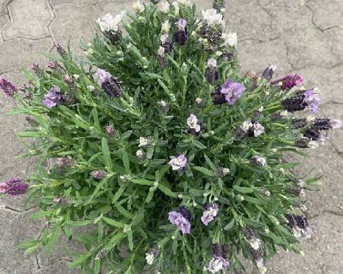 LAVANDULA STOECHAS V19 TRICOLOR <br/> Piante Aromatiche