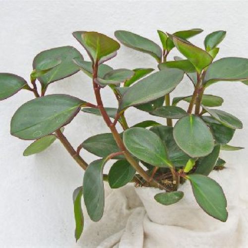 PEPEROMIA HAPPY BEAN V.10 <br/> Piante Grasse