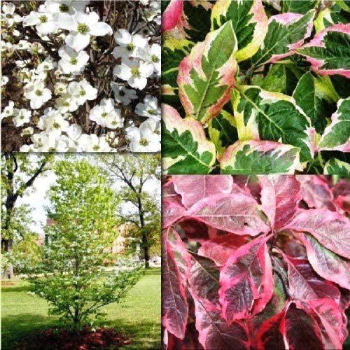 CORNUS FLORIDA CHEROKEE DAYBREAK V25 <br/> Piante Fiorite da Giardino