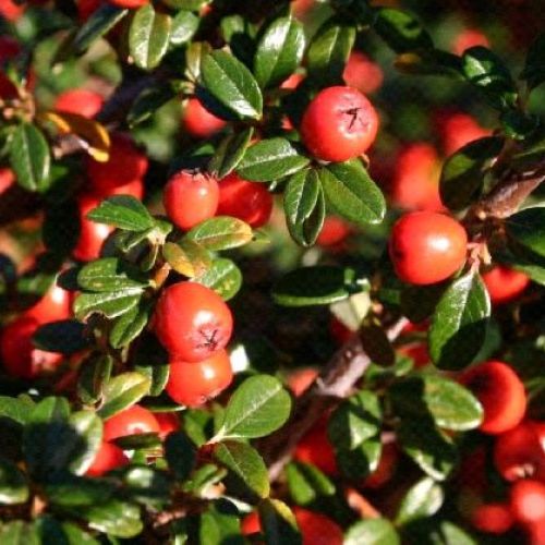 COTONEASTER HORIZONTALIS SKOGHOLM V17 <br/> Arbusti