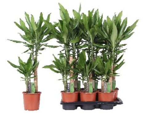 DRACENA FRAGRANS STENDNERI V17 <br/> Piante Verdi da Interno