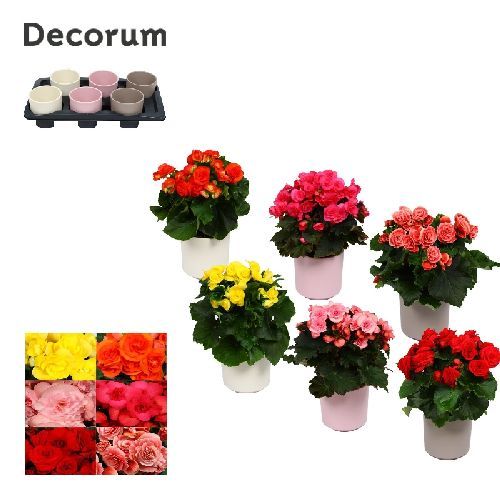 BEGONIA ELIATIOR CASPO V14 <br/> Piante Fiorite da Interno
