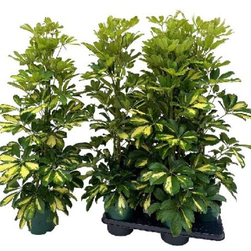 SCHEFFLERA ARBORICOLA V19 <br/> Piante Verdi da Interno