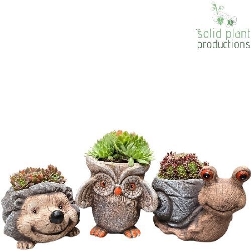 SEMPERVIVUM CONFEZIONATO V20 <br/> Piante Perenni ed Erbacee, Fiori Perenni
