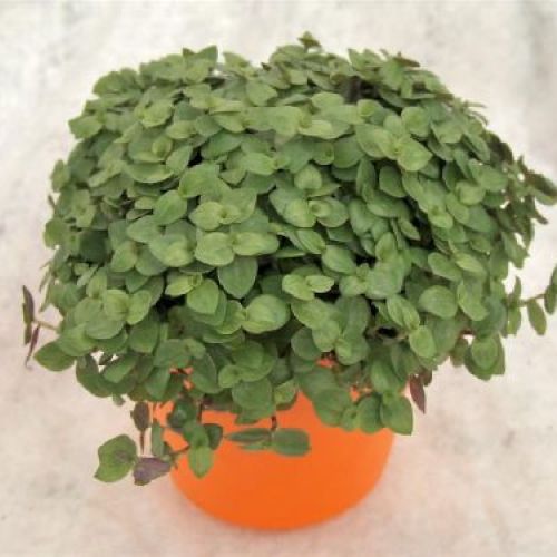 CALLISIA REPENS V6 <br/> Piante Verdi da Interno