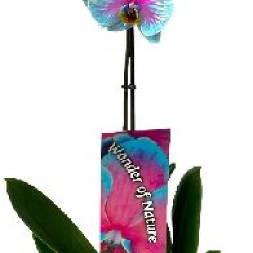PHALAENOPSIS WONDER NATURE 1 FIORE V12 COLORATO <br/> Piante Fiorite da Interno