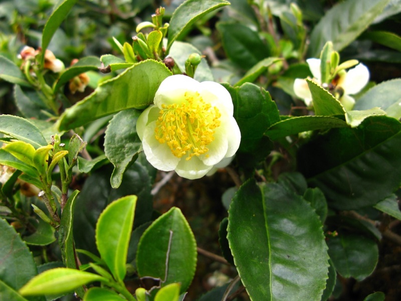 Flower in a tea plant at a Darjeeling Tea plantation