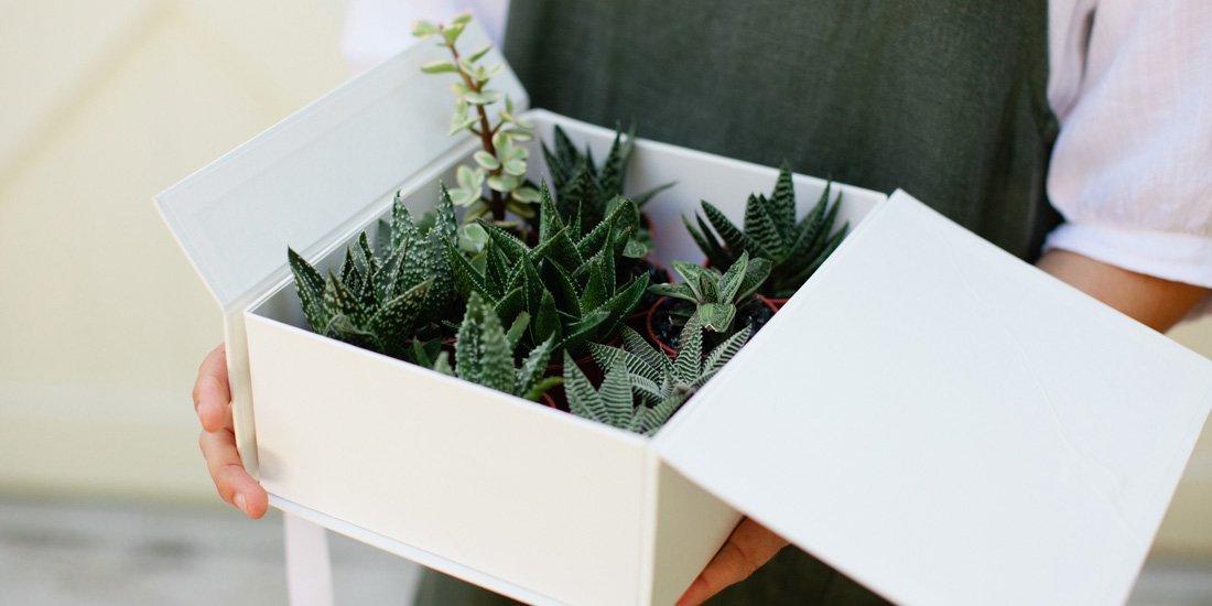 TWE plants in a box delivery 02 1100x550 c center
