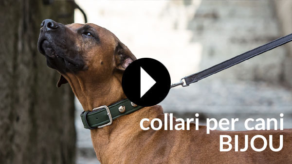 collari per cani bijou video