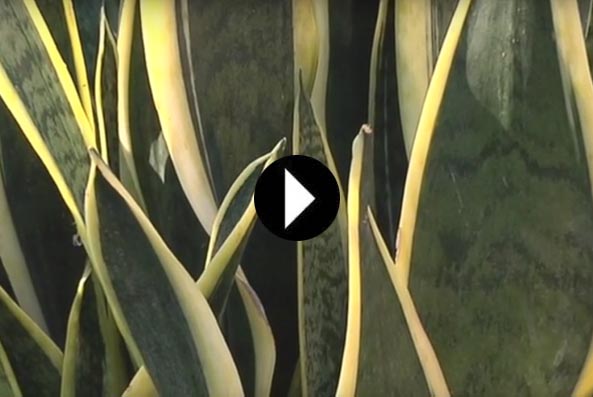 video sanseveria