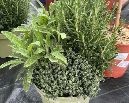 PIANTE AROMATICHE MIX IN V19 <br/> Piante Aromatiche