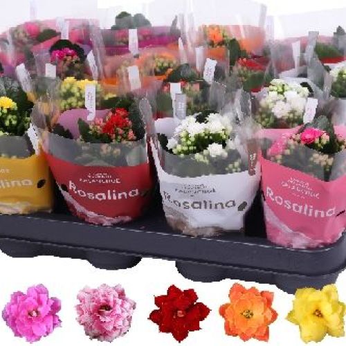 KALANCHOE BLOSSFELDIANA V6 <br/> Piante Fiorite da Interno
