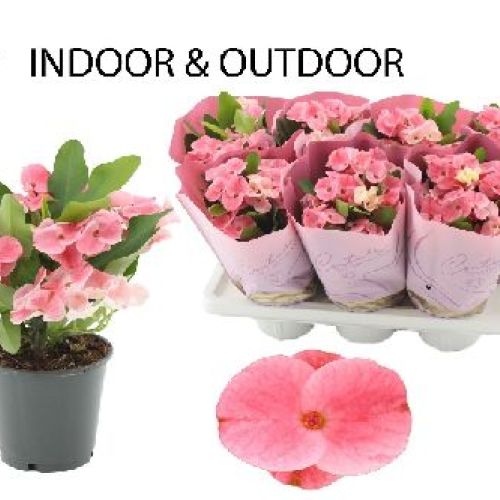 EUPHORBIA MILII CHARLOTTE V14 SPINA DI CRISTO <br/> Piante Grasse