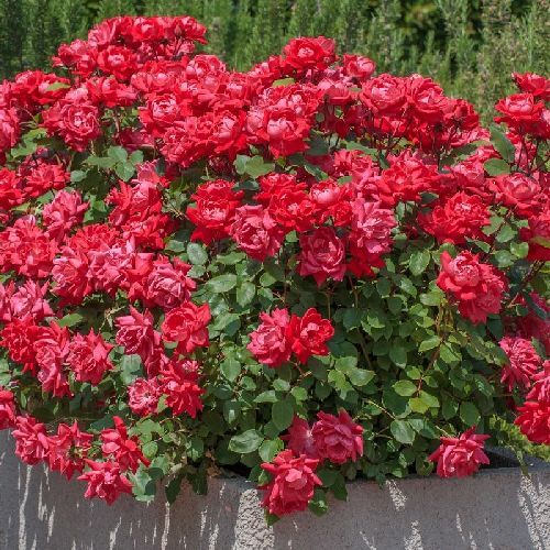 ROSA PAESAGGISTICA KNOCK OUT DOUBLE RADTKO ROSA BENGALA V17 <br/> Piante Fiorite da Giardino