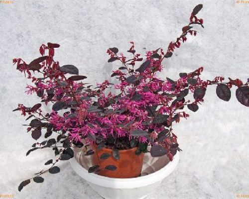 LOROPETALUM CHINENSE BLACK PEARL V19 <br/> Piante Fiorite da Giardino