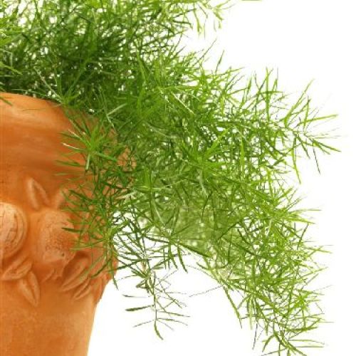 ASPARAGUS SPRENGERI BK19 <br/> Piante Verdi da Interno