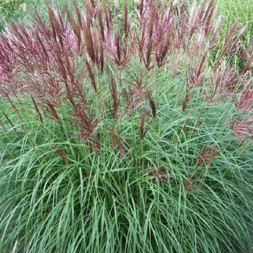 MISCANTHUS SINENSIS FERNER OSTEN v17 <br/> Piante Ornamentali