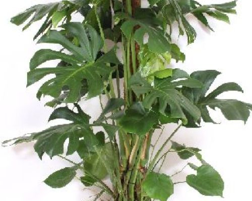 MOSTERA DELICIOSA V34 H150 <br/> Piante Verdi da Interno