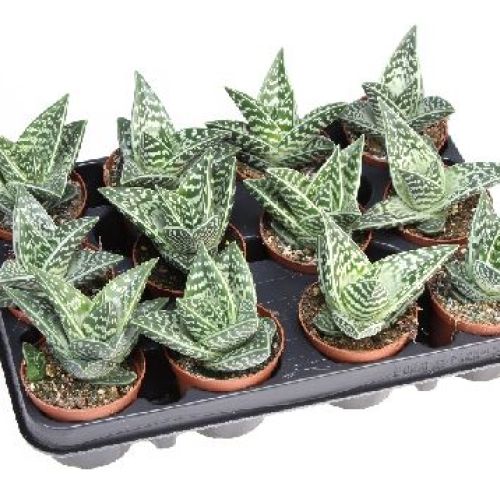 ALOE VARIEGATA V5,5 <br/> Piante Grasse