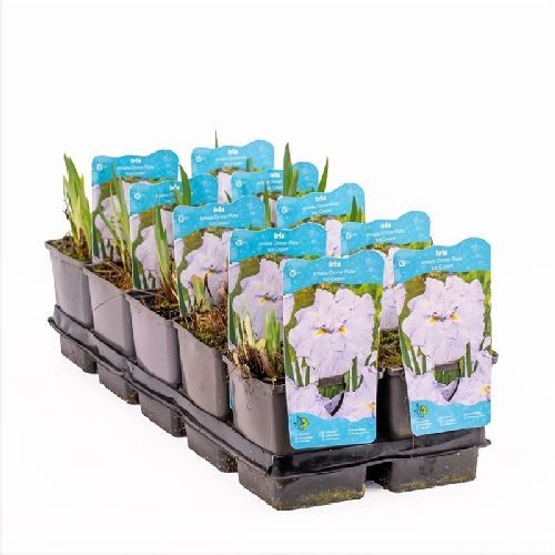 IRIS ENSATA PLACE ICE CREAM V11 <br/> Piante Perenni ed Erbacee, Fiori Perenni
