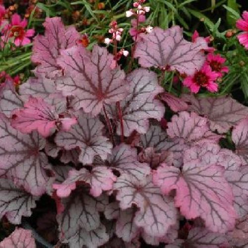 HEUCHERA MIX V.14 <br/> Piante Perenni ed Erbacee, Fiori Perenni