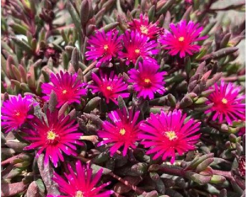DELOSPERMA DESERT DANCER V14 <br/> Piante Perenni ed Erbacee, Fiori Perenni