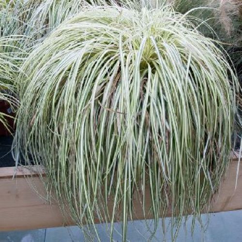 CAREX OSHIMENSIS EVER GOLD V14 <br/> Piante Ornamentali