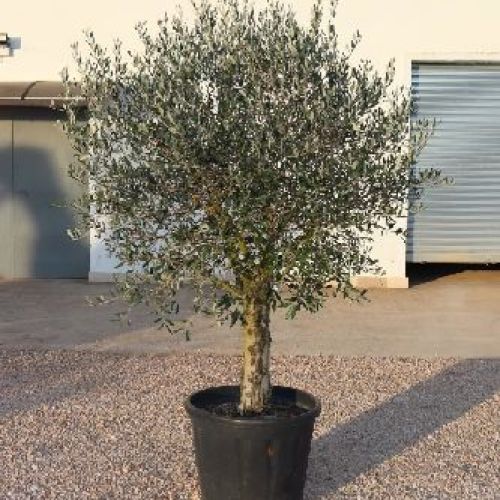 OLEA EUROPEA ALBERELLO V30 H120 OLIVO <br/> Giardino Mediterraneo