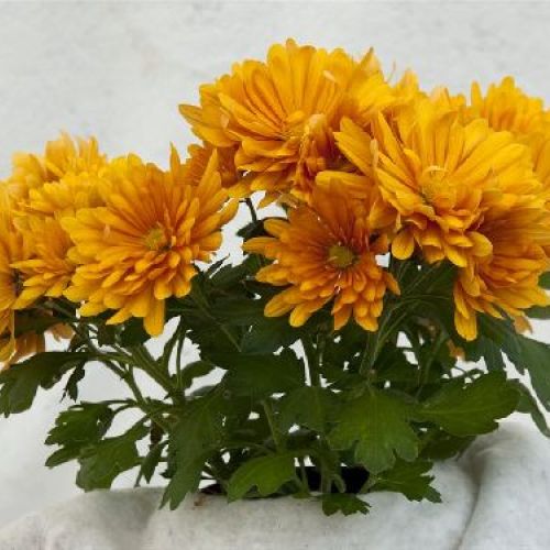 CHRYSANTHEMUM INDICUM V12 CRISANTEMO MIX <br/> Piante Fiorite da Giardino