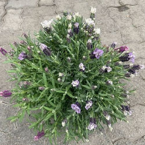LAVANDULA STOECHAS V19 TRICOLOR <br/> Piante Aromatiche