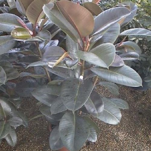 FICUS ELASTICA V21 <br/> Piante Verdi da Interno