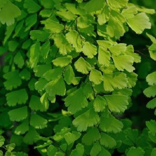 ADIANTUM FRAGRANS V17 CAPELVENERE <br/> Piante Verdi da Interno
