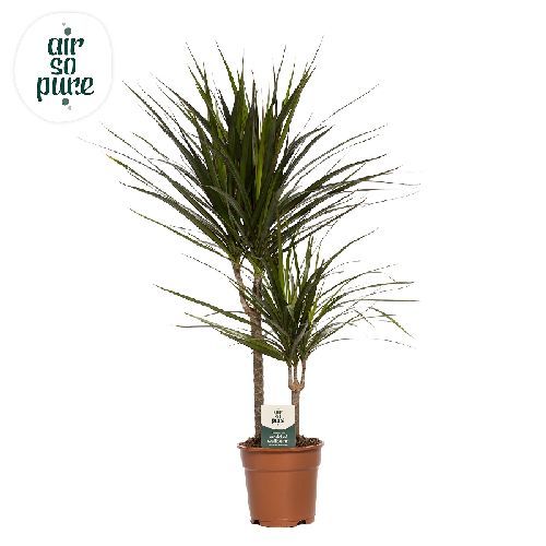 DRACENA MARGINATA V17 H15-45 <br/> Piante Verdi da Interno