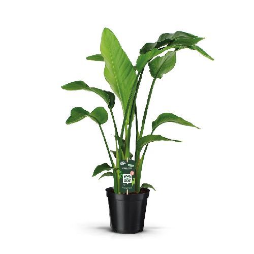STERLIZIA NICOLAI V19 <br/> Giardino Mediterraneo