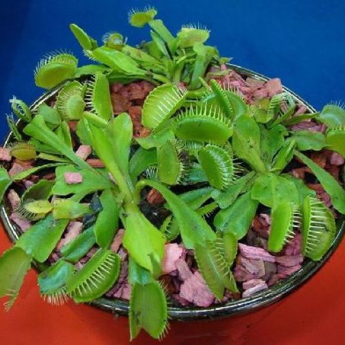 DIONAEA MUSCIPULA V.9 <br/> Piante Verdi da Interno