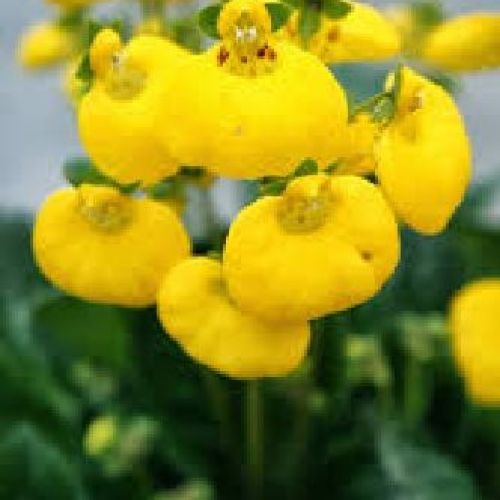 CALCEOLARIA CALYNOPSIS V15 <br/> Piante Fiorite da Interno