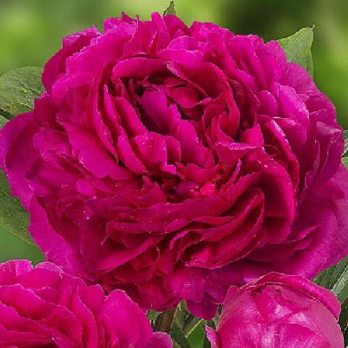 PAEONIA LACTIFLORA KANSAS  V19 <br/> Piante Fiorite da Giardino