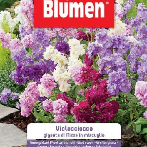 Blumen giardino fiori Violaciocca gigante di Nizza <br/> Semi da Fiore