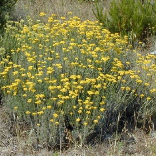 HELICHRYSUM ITALICO V.14 VEGETABLE <br/> Piante Aromatiche