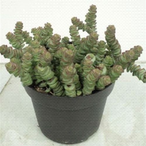 CRASSULA MARNIERIANA BK 14 <br/> Piante Grasse