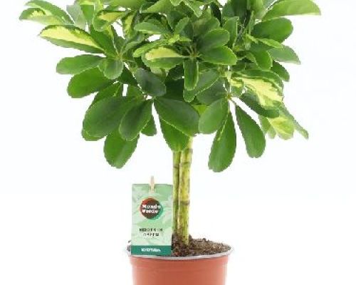 SCHEFFLERA ARBORICOLA GOLD CAPELLA ALB. V12 <br/> Piante Verdi da Interno
