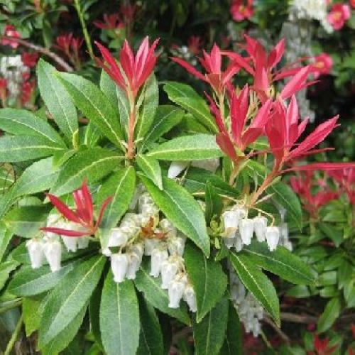 PIERIS JAPONICA V.19 H.60 <br/> Piante acidofile