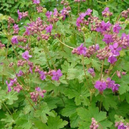 GERANIUM MACRORRHIZUM MYTICAS V14 <br/> Piante Perenni ed Erbacee, Fiori Perenni