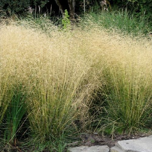 DESCHAMPSIA CESPITOSA V17 <br/> Piante Perenni ed Erbacee, Fiori Perenni