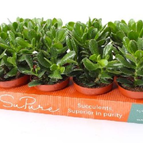 CRASSULA OVATA V10 <br/> Piante Grasse